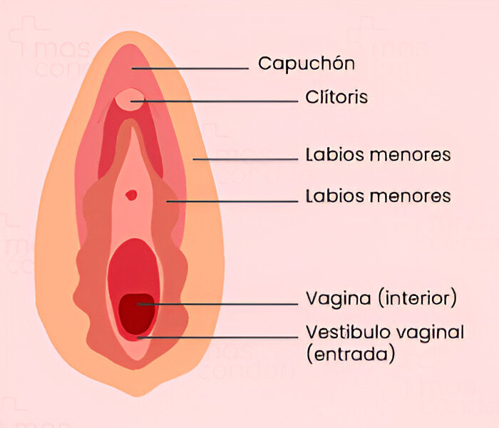 Ilustración anatómica de la vulva y vagina